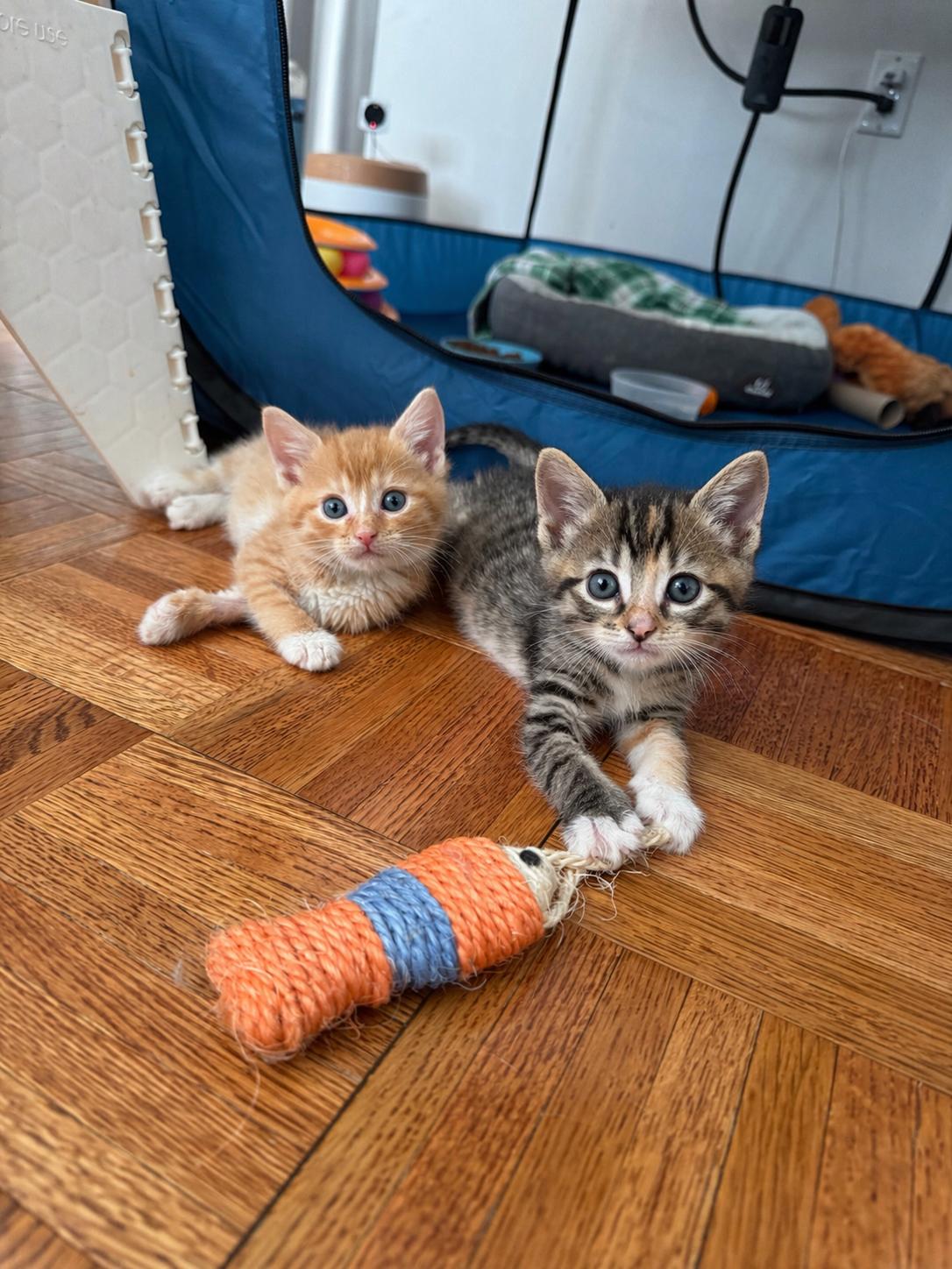 Sammie and Stevie, ADOPTABLE, Kitten Male Domestic Short Hair.