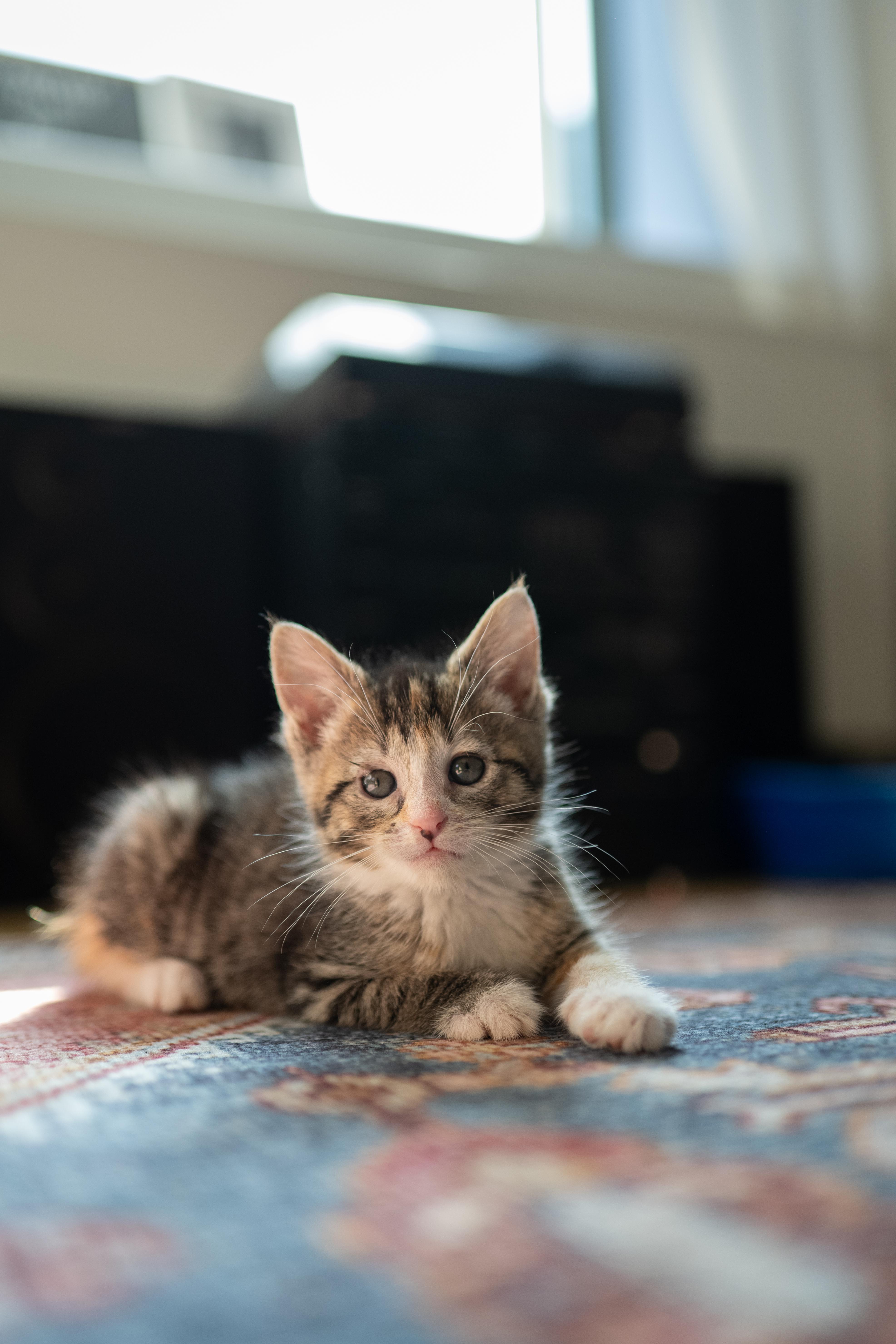 Enlarge Sammie and Stevie, a ADOPTABLE Domestic Short Hair in Brooklyn, NY image 3/6