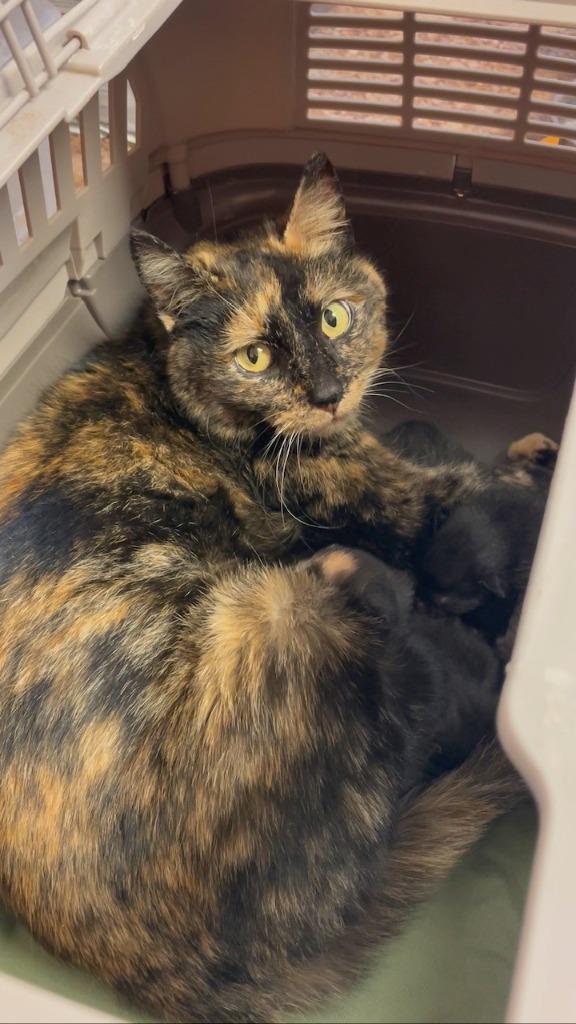 LucyLou, Adoptable, Young Female Domestic Short Hair.