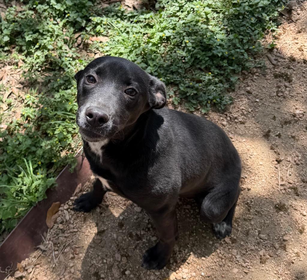 Enlarge Ruth, a Adoptable Black Labrador Retriever in Missouri City, TX image 1/1