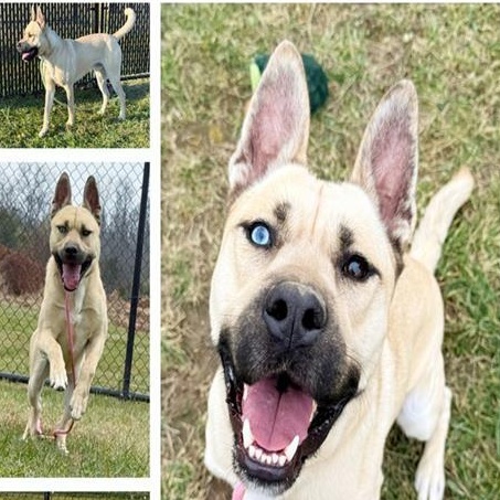 Mack, ADOPTABLE, Adult Male German Shepherd Dog & Siberian Husky.