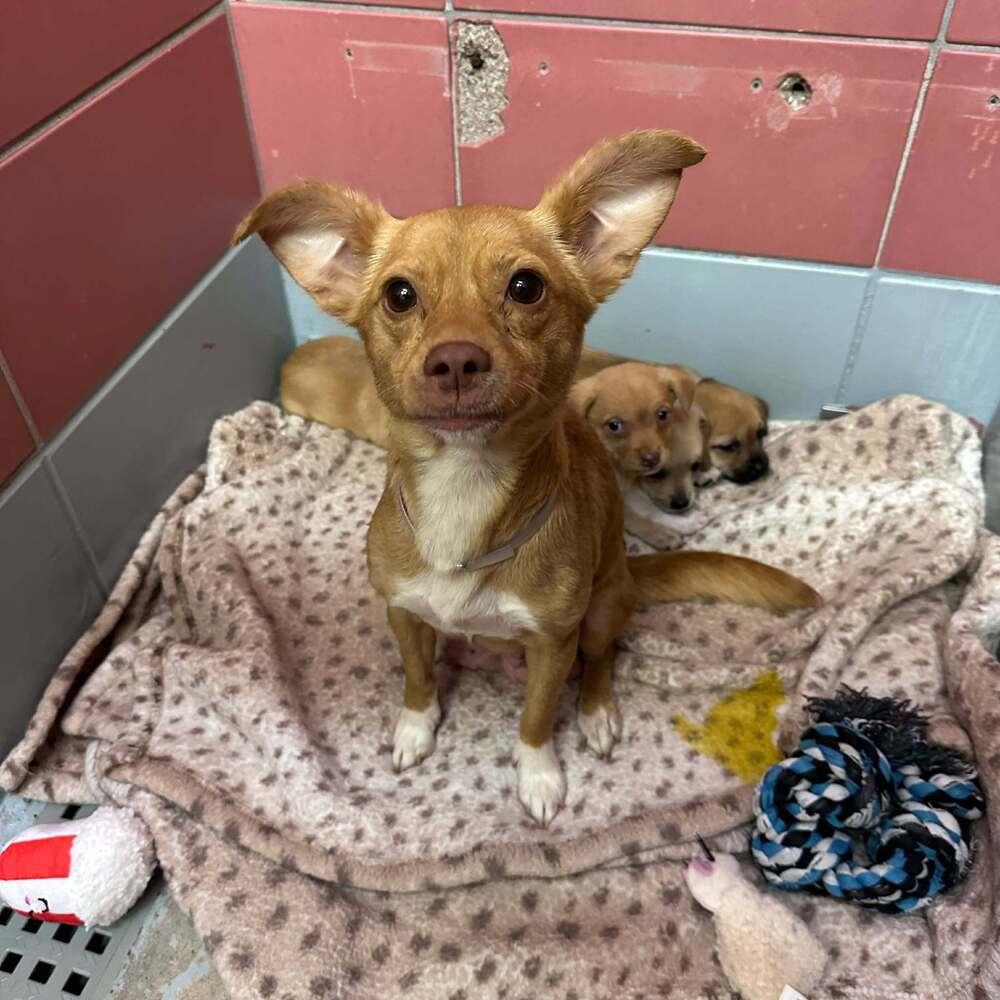 Misty, Adoptable, Adult Female Chihuahua.