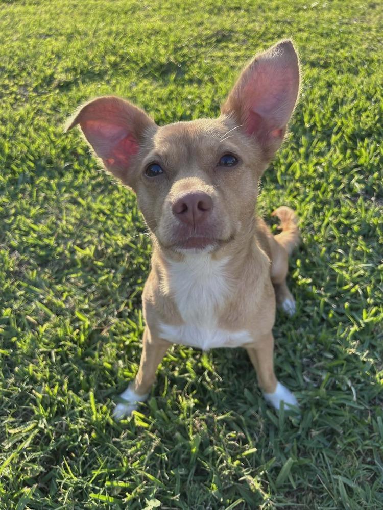 Enlarge Misty, a Adoptable mixed breed in Aurora, CO image 2/2