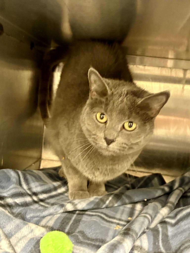 Loretta, Adoptable, Senior Female Domestic Short Hair.