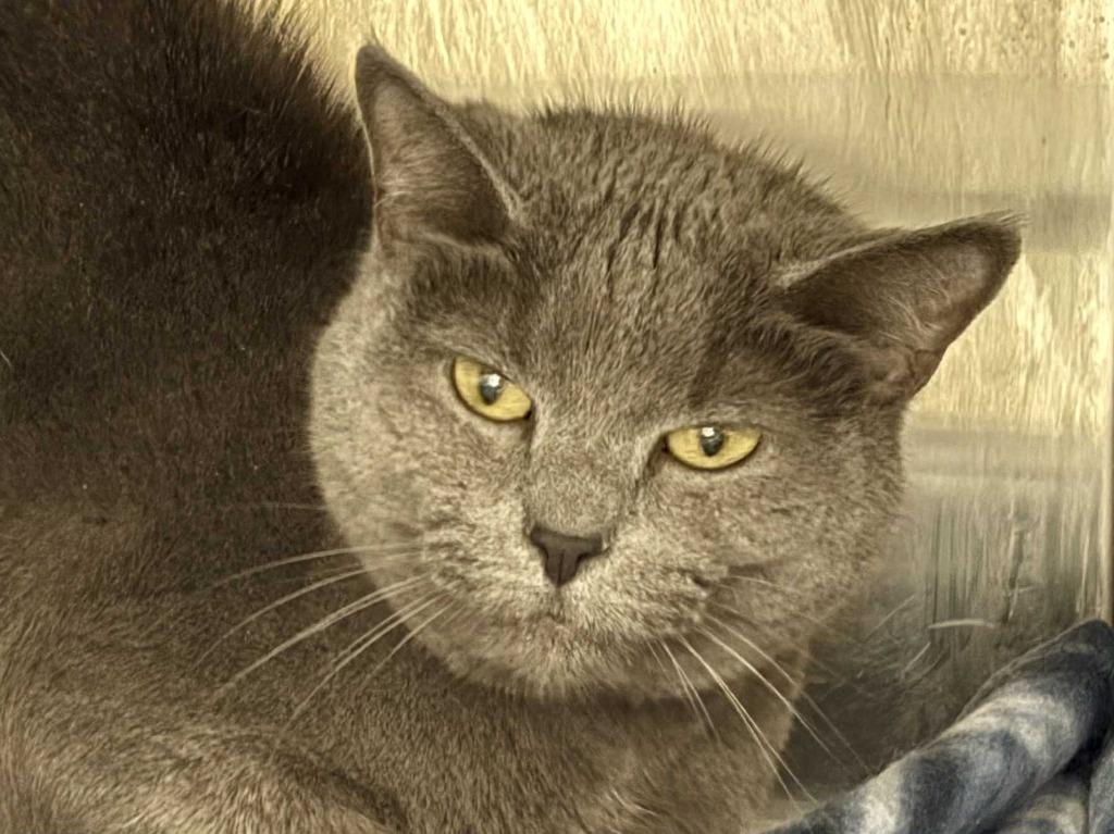 Enlarge Loretta, a Adoptable mixed breed in New Kensington, PA image 2/4