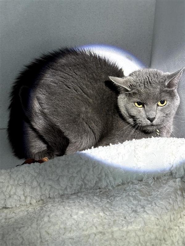 Enlarge Loretta, a Adoptable mixed breed in New Kensington, PA image 3/4