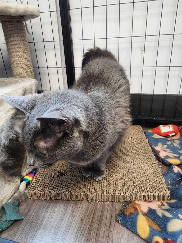 Loretta, Adoptable, Senior Female Domestic Short Hair.