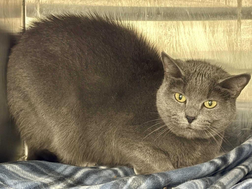 Enlarge Loretta, a Adoptable mixed breed in New Kensington, PA image 4/4