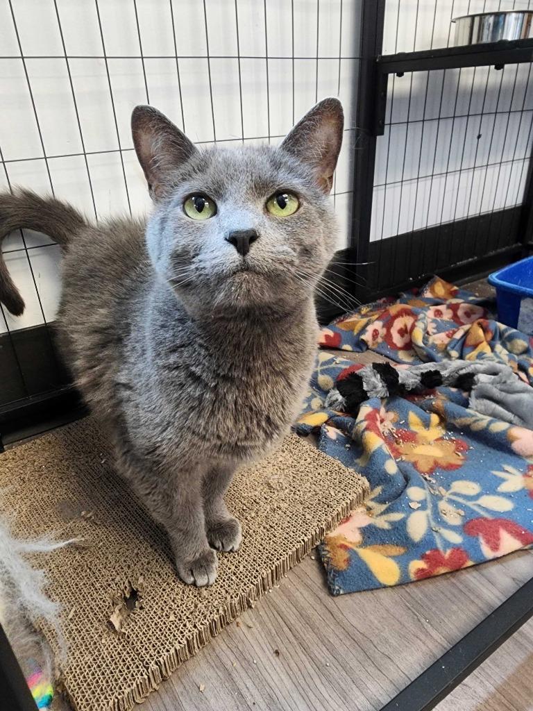 Loretta, a Adoptable mixed breed in New Kensington, PA image 5/6