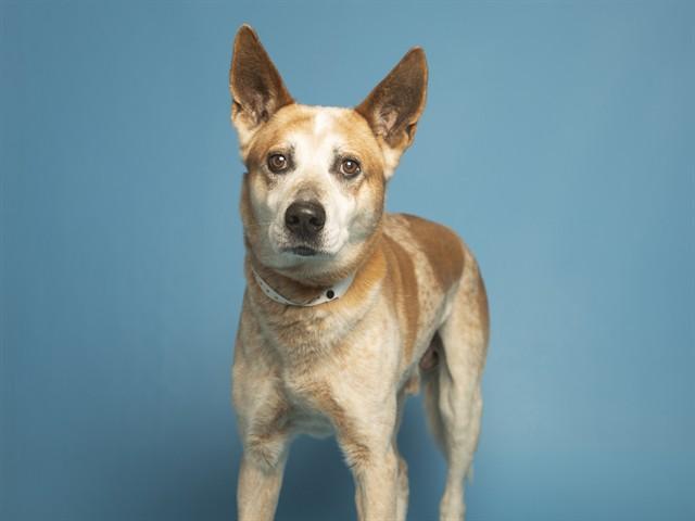 YOGI, Adoptable, Adult Male Australian Cattle Dog / Blue Heeler.