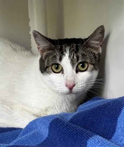 Purrina, Adoptable, Adult Female Domestic Short Hair & Domestic Short Hair.