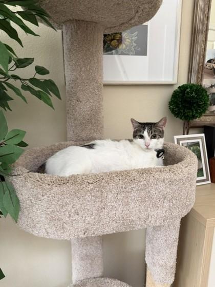 Purrina, a Adoptable mixed breed in Honolulu, HI image 3/3