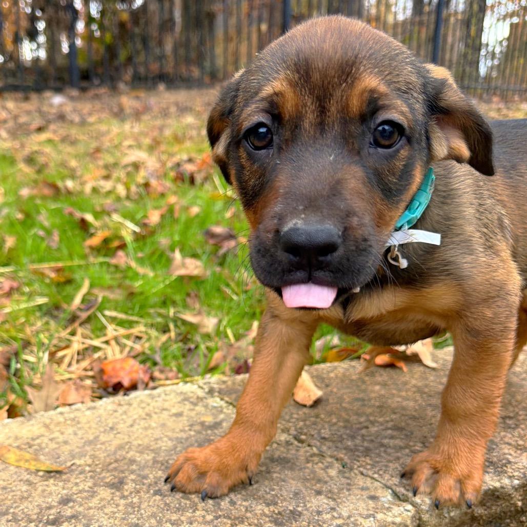 Ritz, a Adoptable Mixed Breed in Brownsboro, AL image 1/6