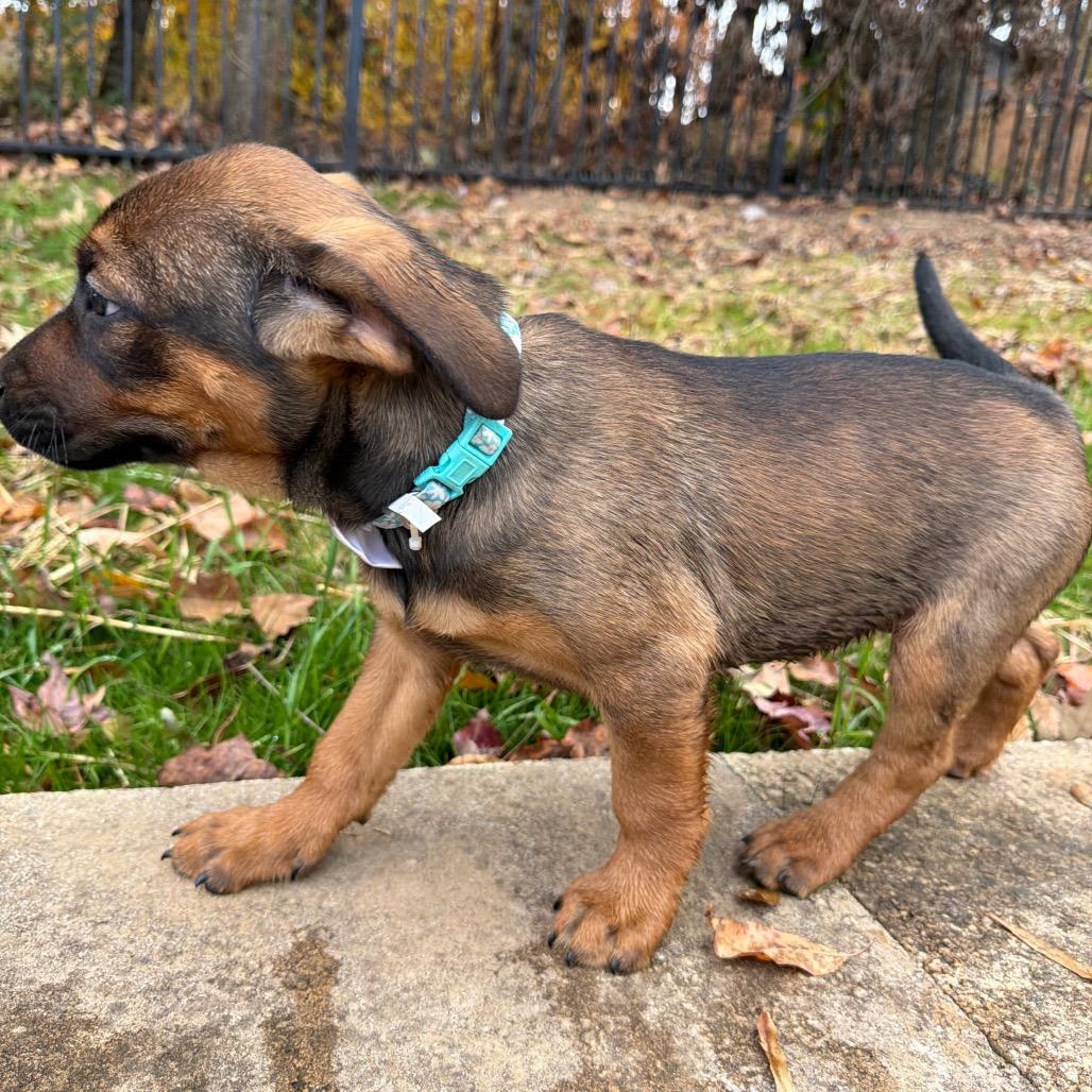 Ritz, a Adoptable Mixed Breed in Brownsboro, AL image 2/6