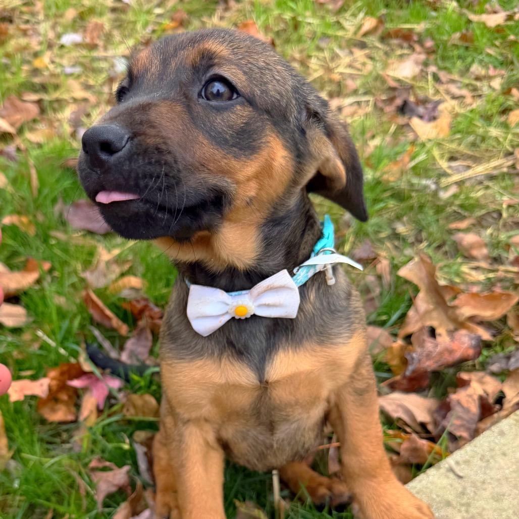 Ritz, a Adoptable Mixed Breed in Brownsboro, AL image 3/6