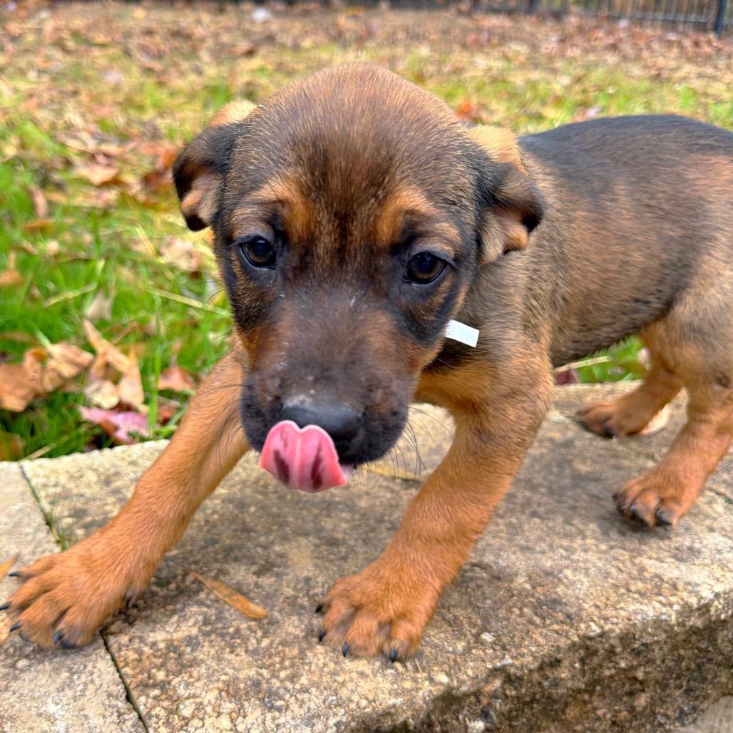 Ritz, a Adoptable Mixed Breed in Brownsboro, AL image 4/6