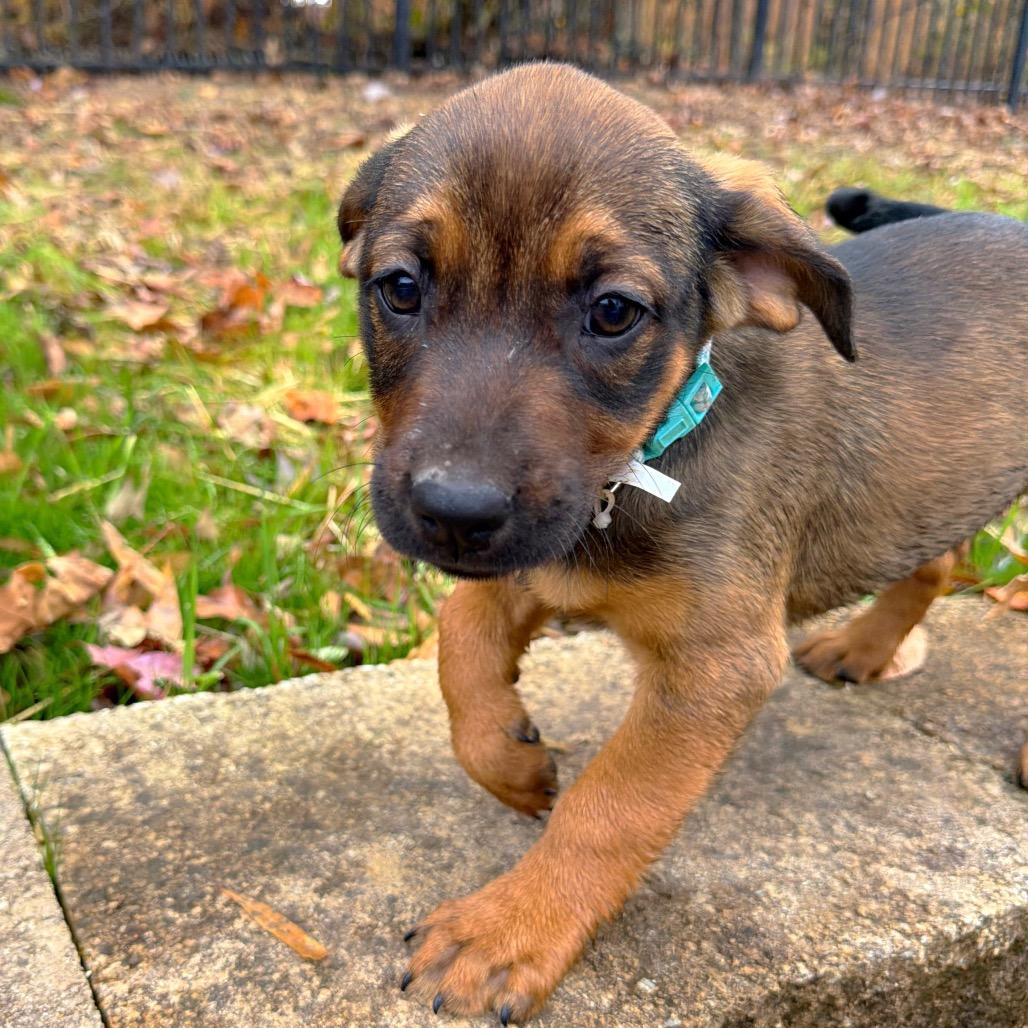 Ritz, a Adoptable Mixed Breed in Brownsboro, AL image 6/6