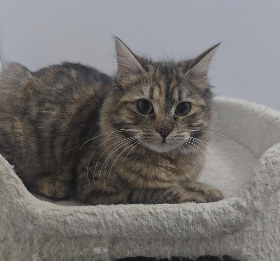 Enlarge Fluff ( Sweet , playful and friendly), an adopted American Shorthair in Staten Island, NY image 1/5