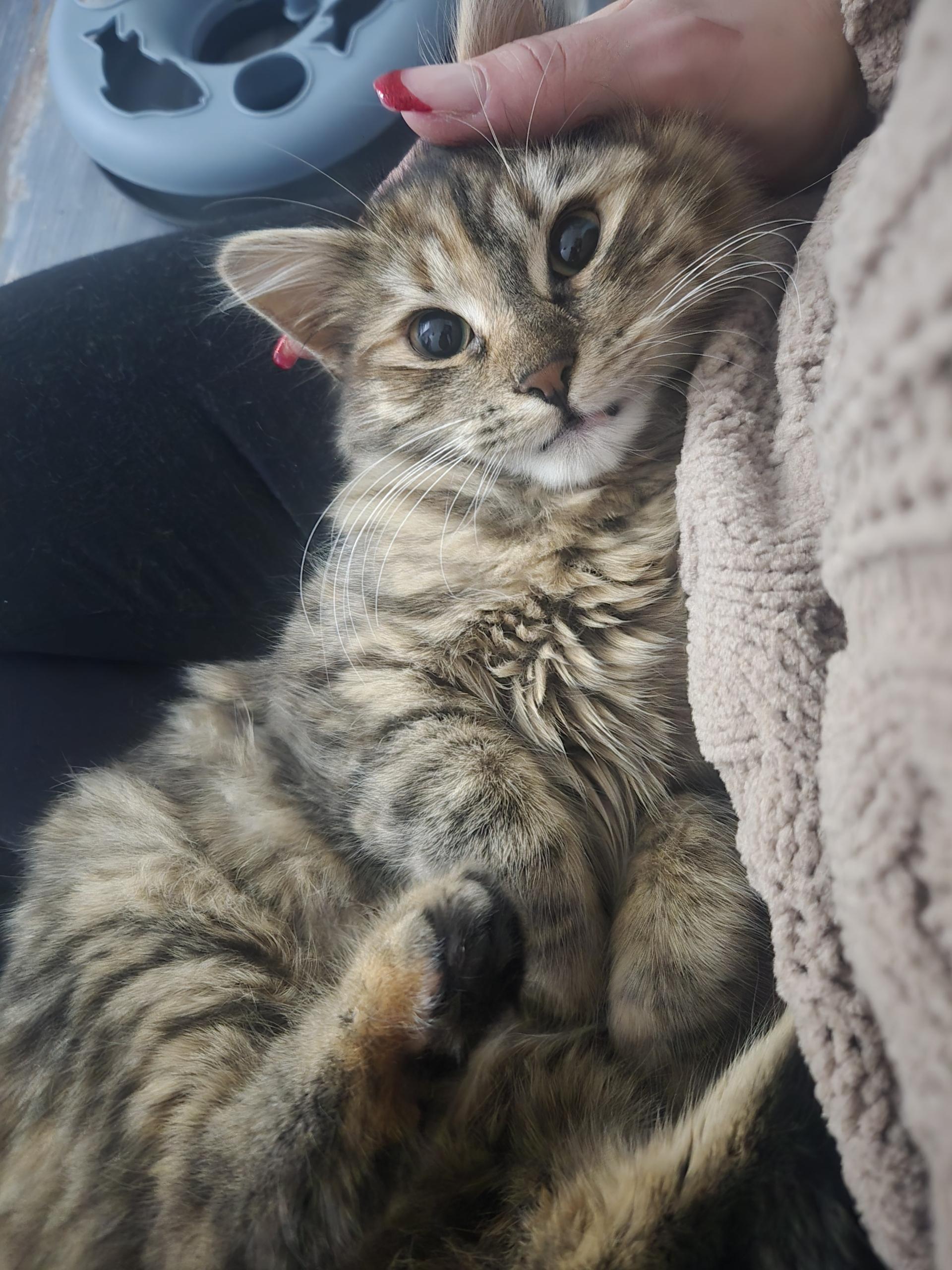 Enlarge Fluff ( Sweet , playful and friendly), an adopted American Shorthair in Staten Island, NY image 4/5