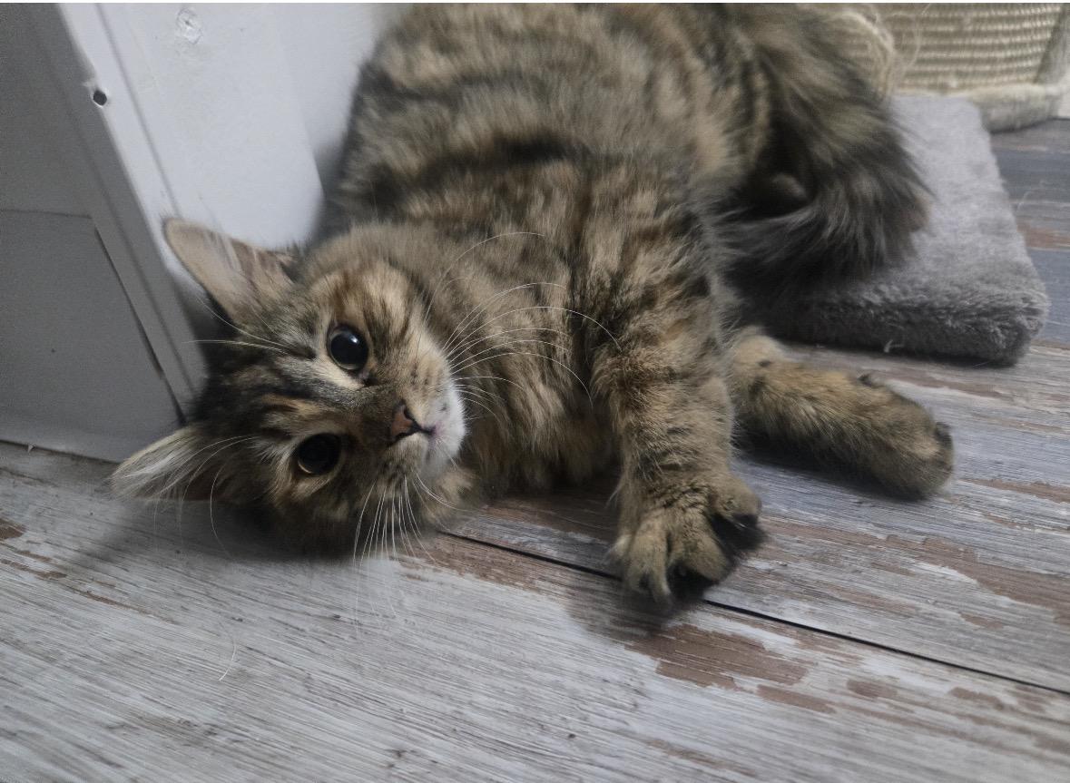Enlarge Fluff ( Sweet , playful and friendly), an adopted American Shorthair in Staten Island, NY image 2/5