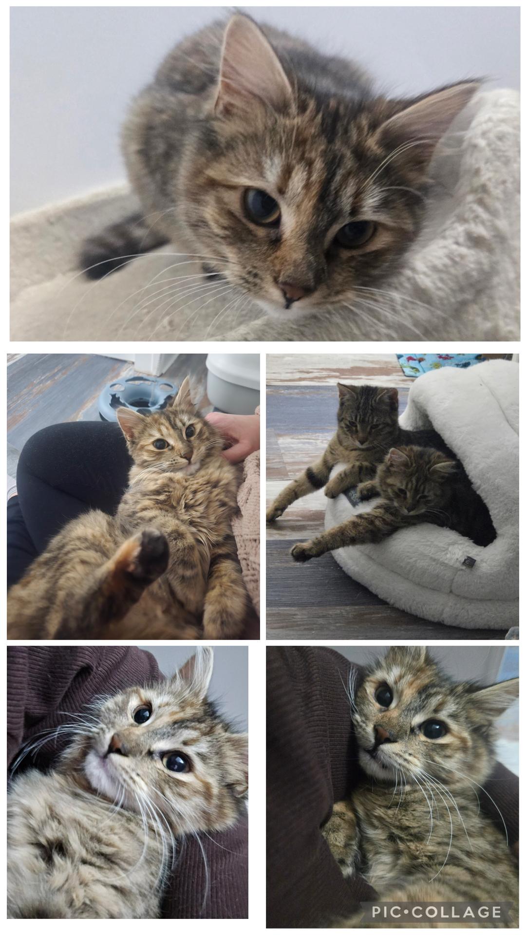 Enlarge Fluff ( Sweet , playful and friendly), an adopted American Shorthair in Staten Island, NY image 3/5