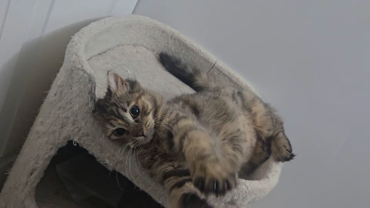 Enlarge Fluff ( Sweet , playful and friendly), an adopted American Shorthair in Staten Island, NY video 5/5