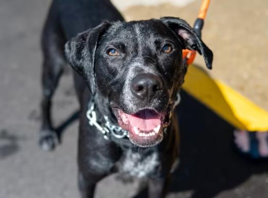 Banjo, a Adoptable mixed breed in Island Lake, IL image 1/2