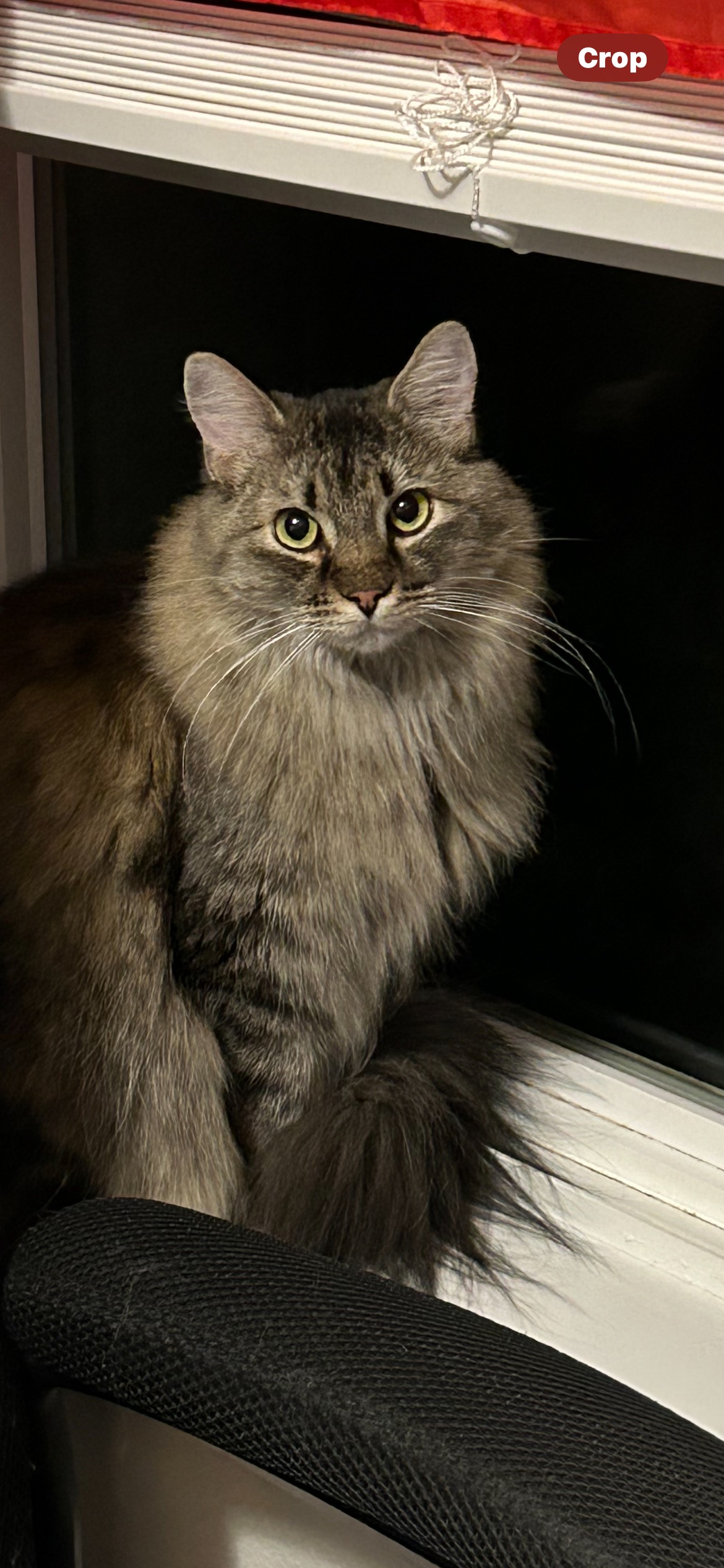 Callie, a Adopted mixed breed in Kansas City, MO image 1/2