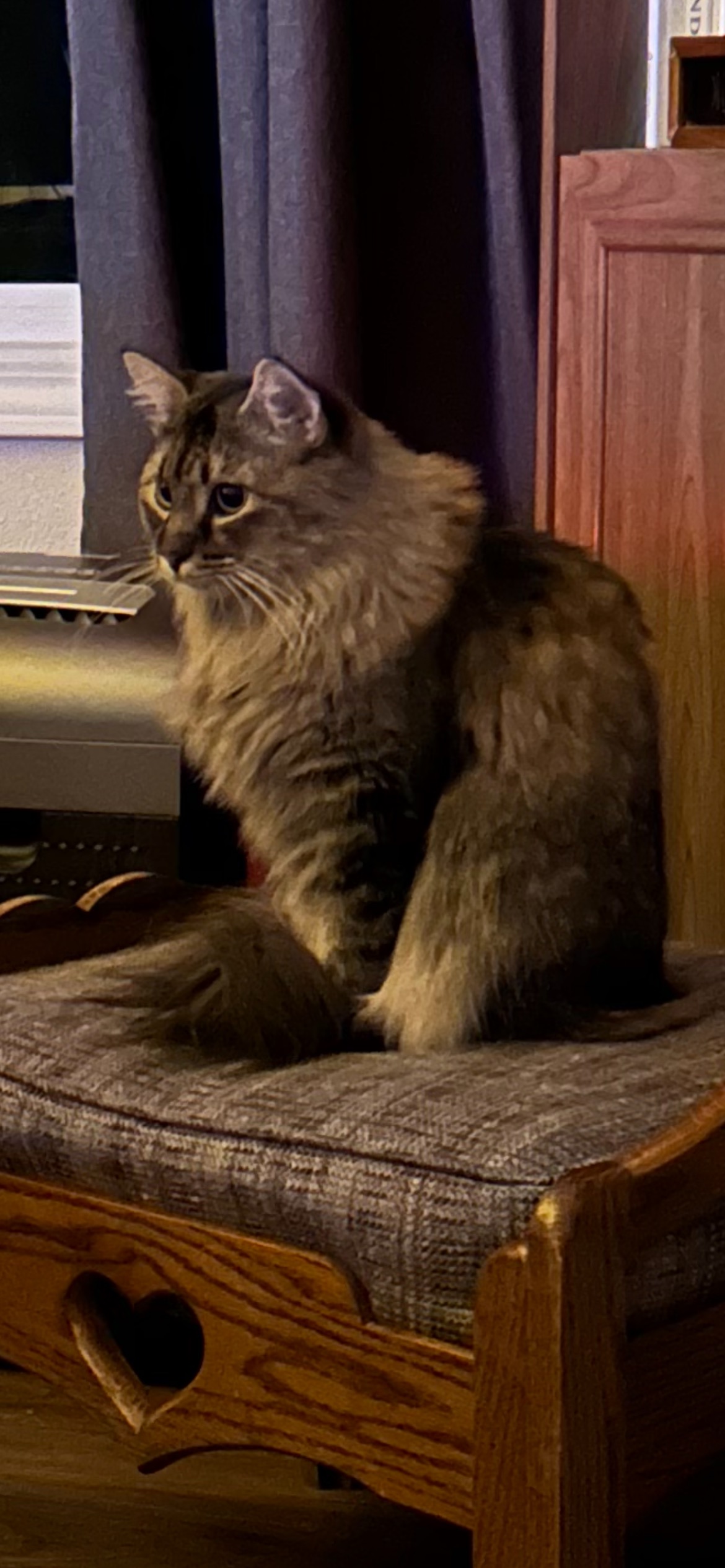 Callie, a Adopted mixed breed in Kansas City, MO image 2/2