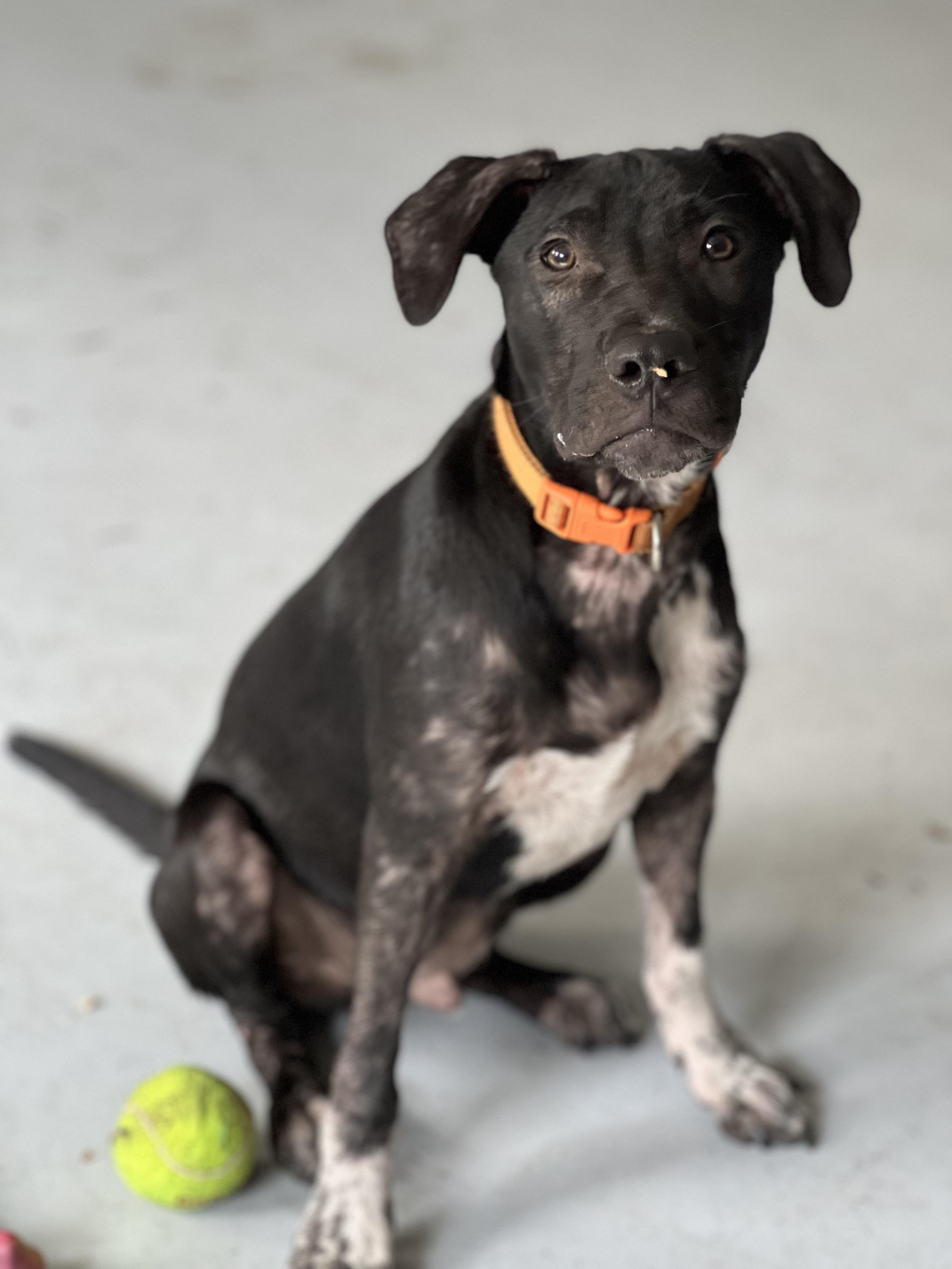 Kermit Mountain Cur Dog
