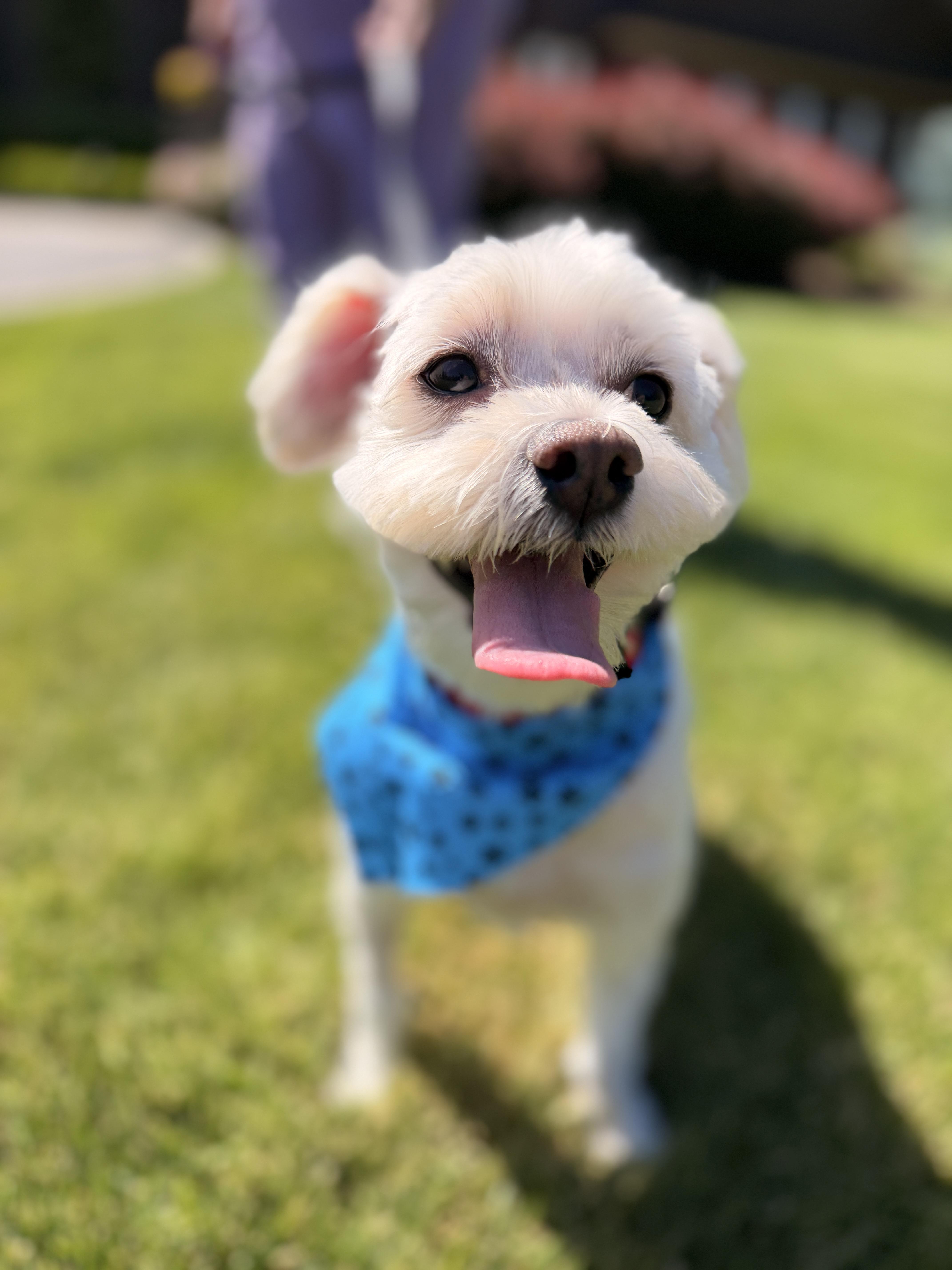 Teddy White, a ADOPTABLE mixed breed in Thornwood, NY image 2/6