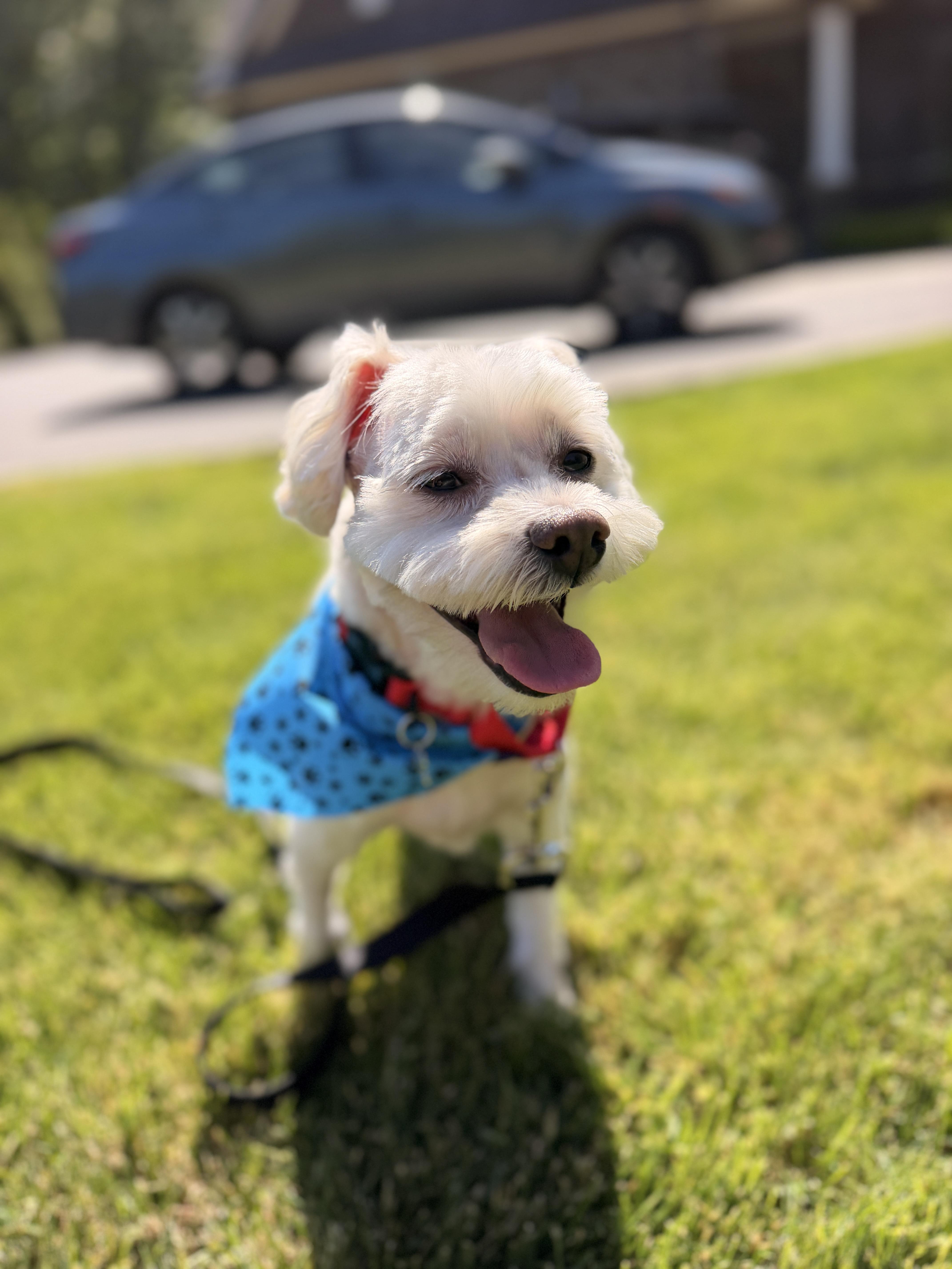 Teddy White, a ADOPTABLE mixed breed in Thornwood, NY image 6/6