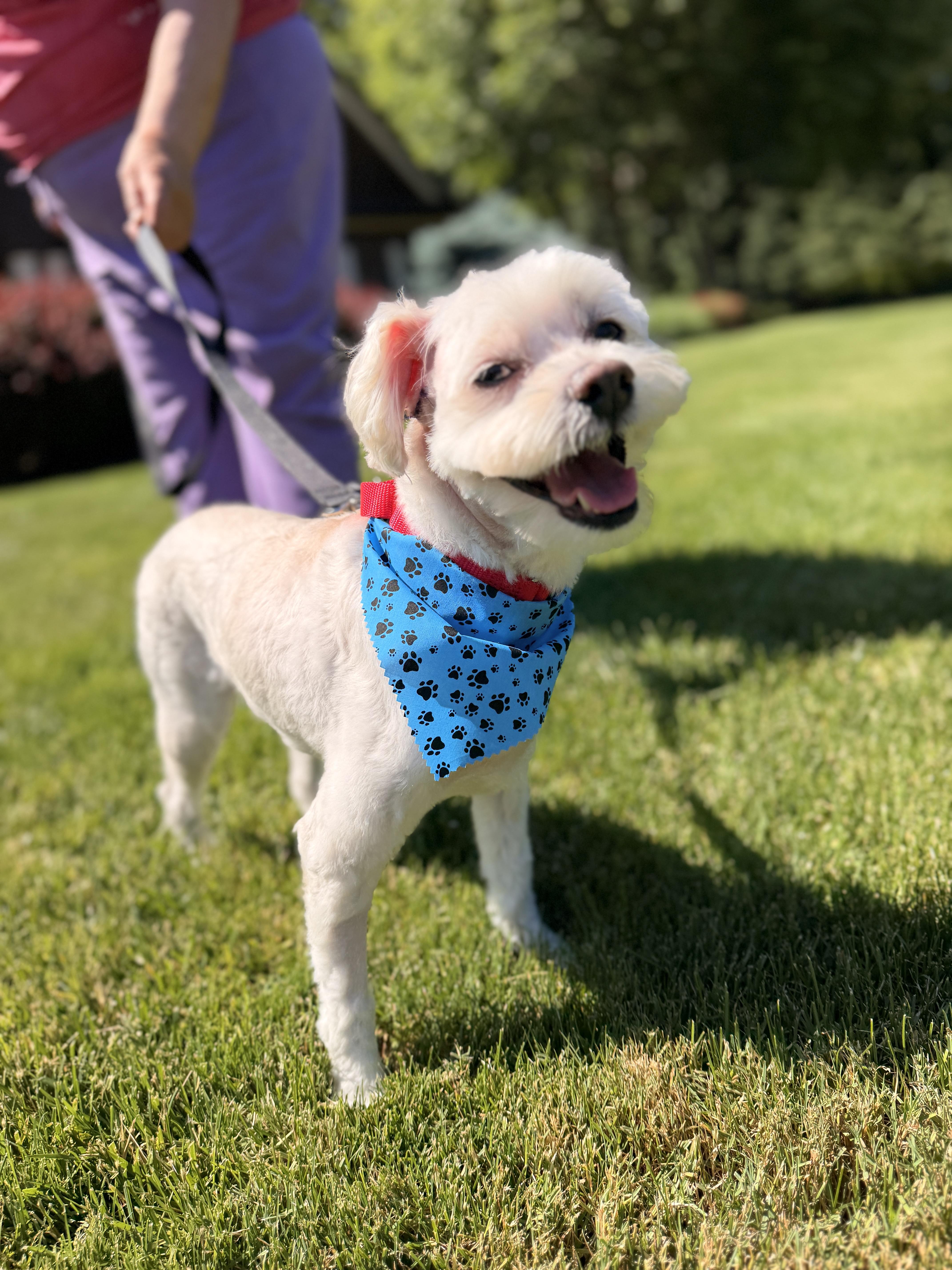 Teddy White, a ADOPTABLE mixed breed in Thornwood, NY image 4/6