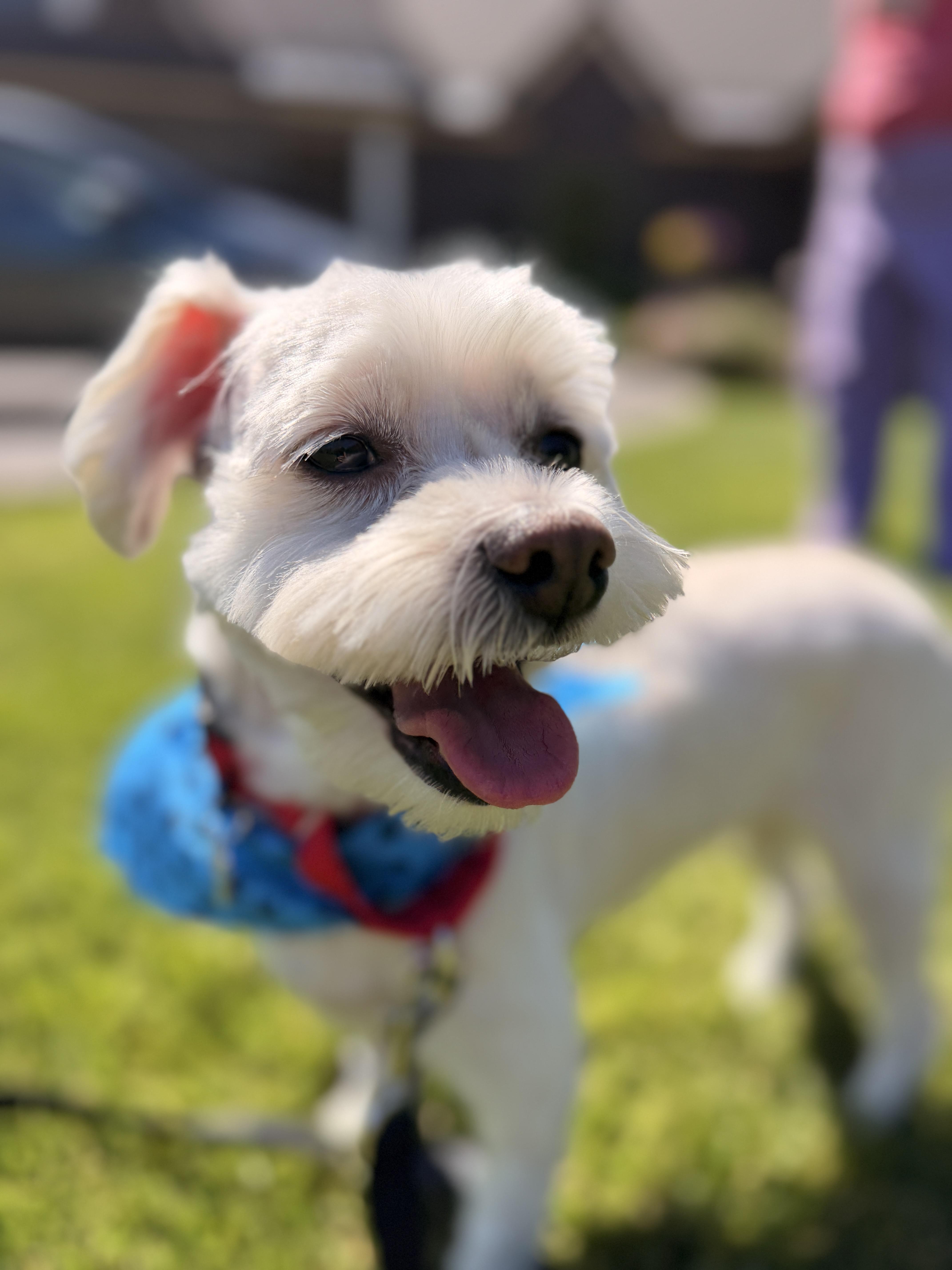 Teddy White, a ADOPTABLE mixed breed in Thornwood, NY image 5/6