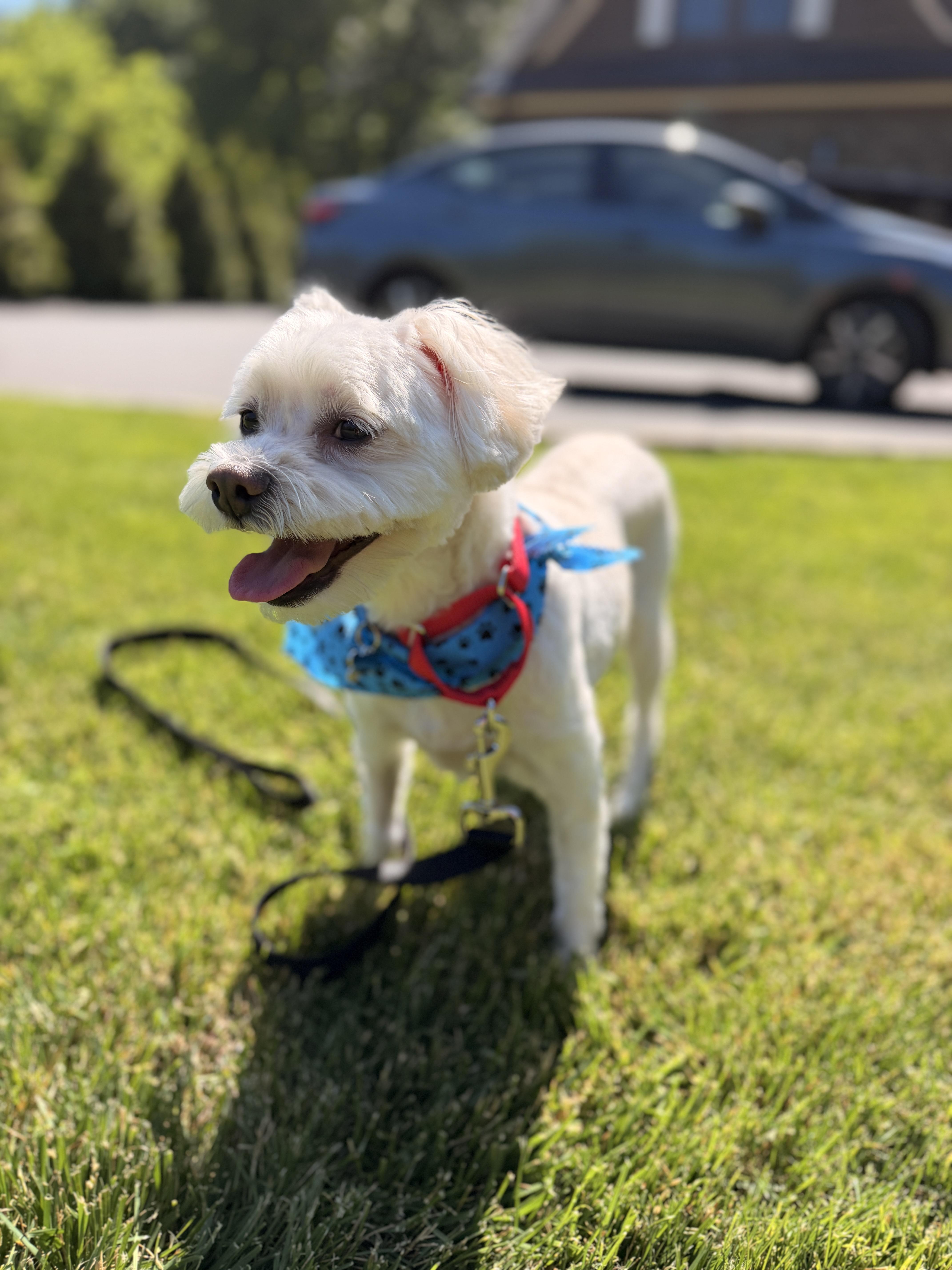 Teddy White, ADOPTABLE, Adult Male Maltese & Schnauzer.