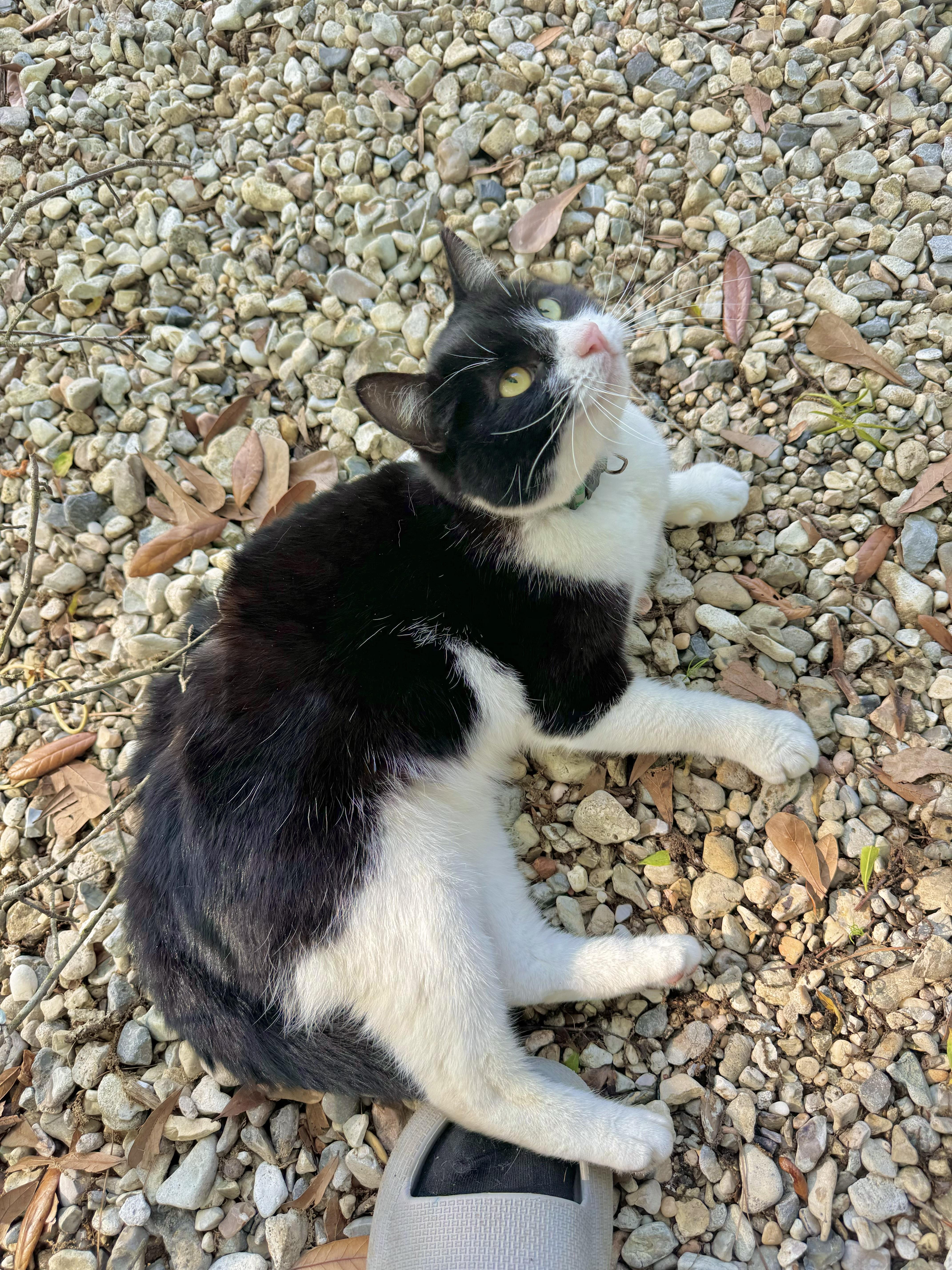 Yin, Adoptable, Adult Female Domestic Short Hair.