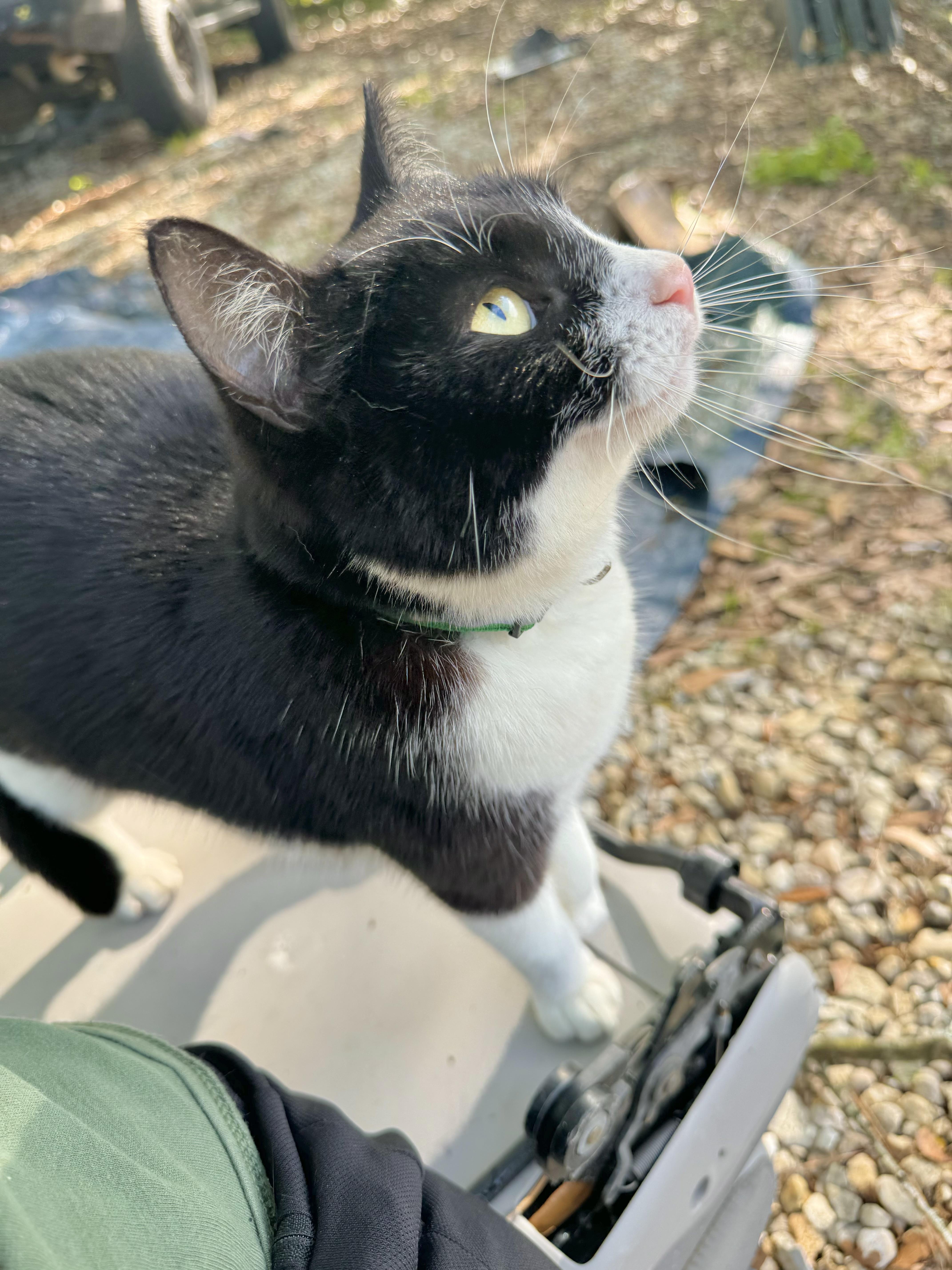 Yin, a Adoptable Domestic Short Hair in Hammond, LA image 2/6