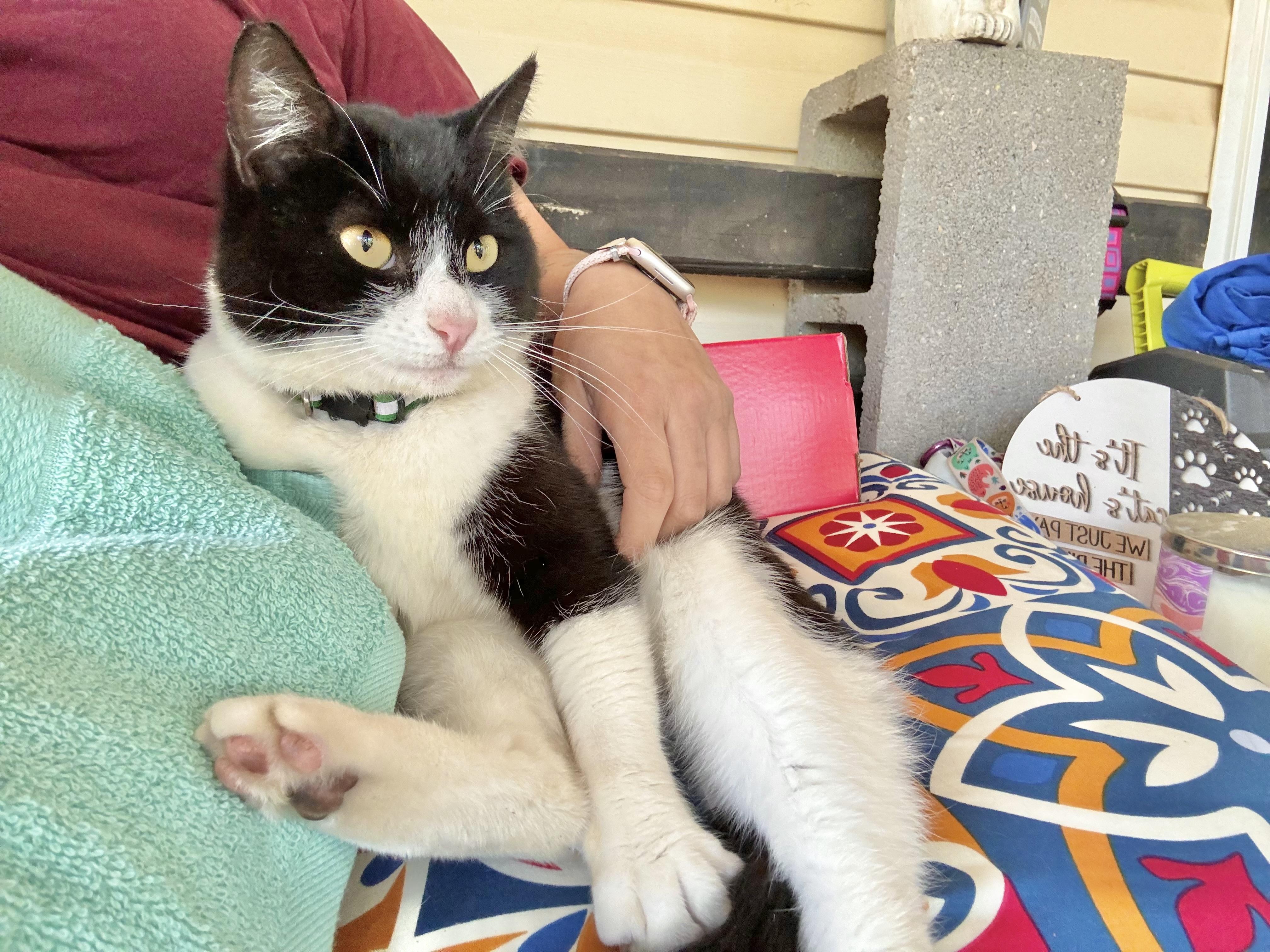 Yin, an adoptable Domestic Short Hair in Hammond, LA, 70403 | Photo Image 1