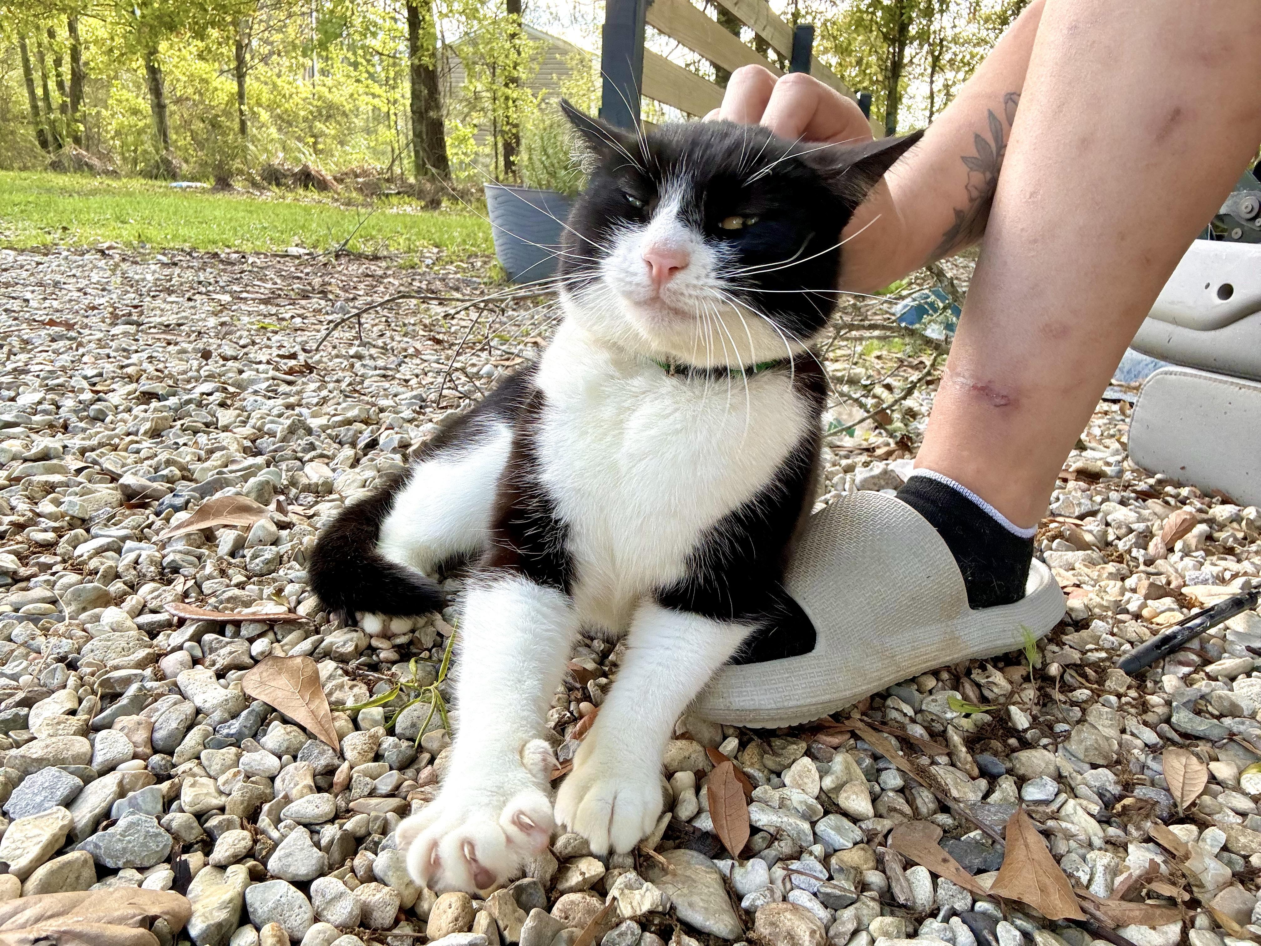 Yin, a Adoptable Domestic Short Hair in Hammond, LA image 4/6
