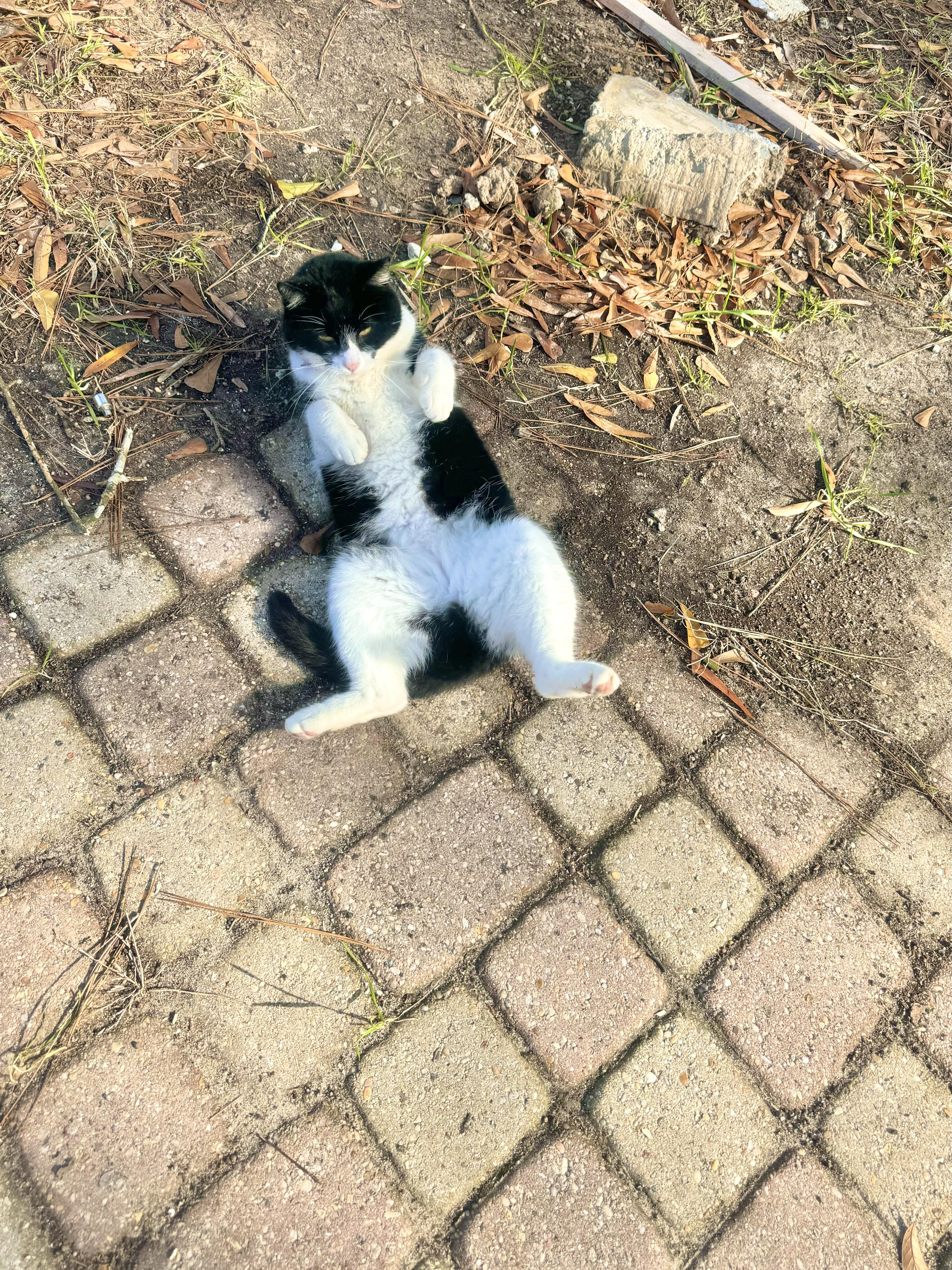 Yin, a Adoptable Domestic Short Hair in Hammond, LA image 5/6