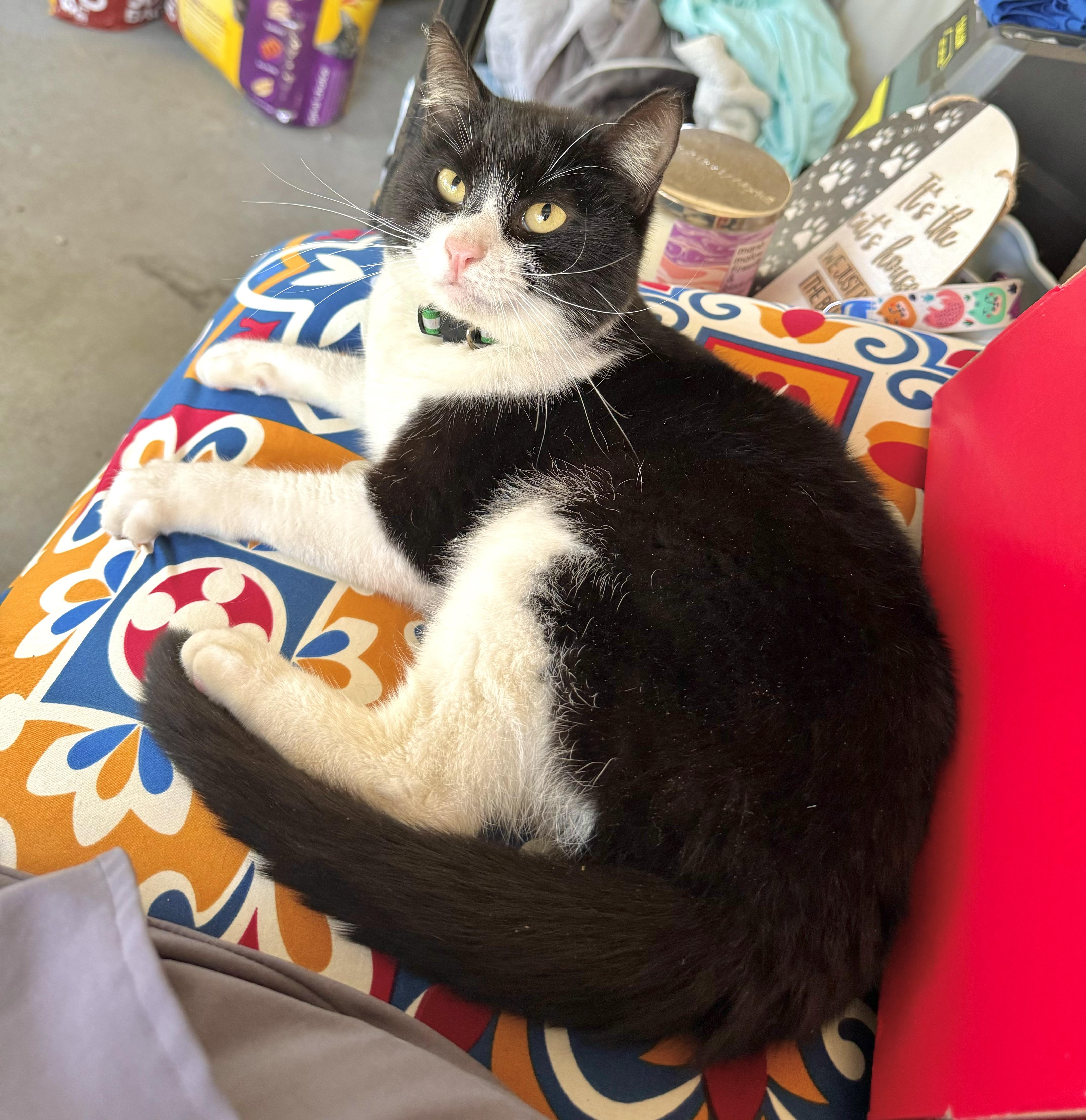 Yin, an adoptable Domestic Short Hair in Hammond, LA, 70403 | Photo Image 4