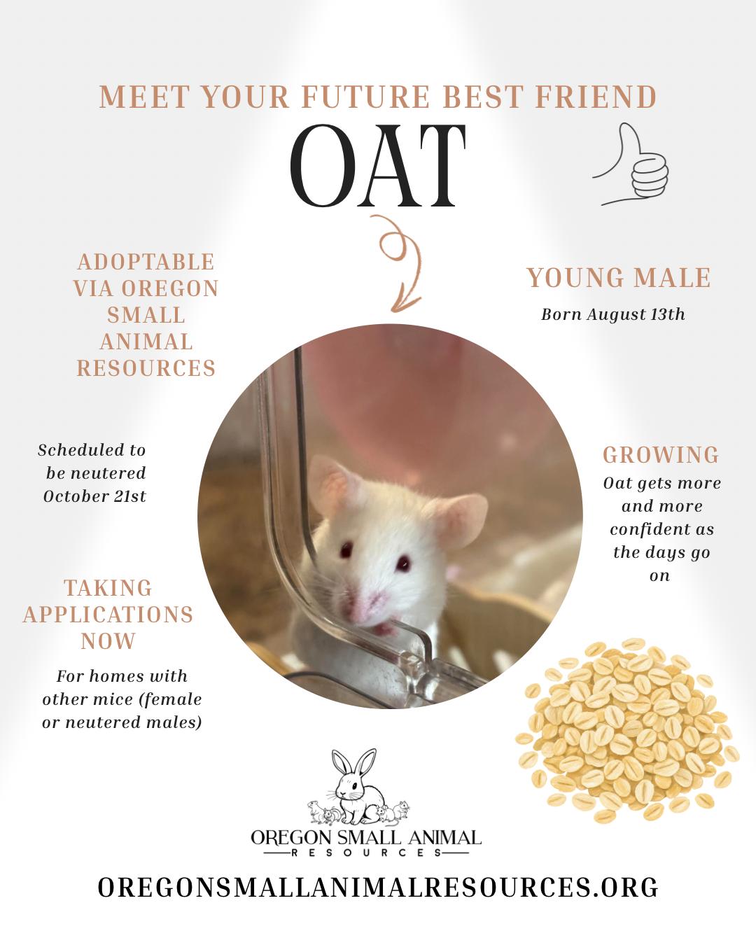 Enlarge Oat, a Adoptable Mouse in Springfield, OR image 1/1