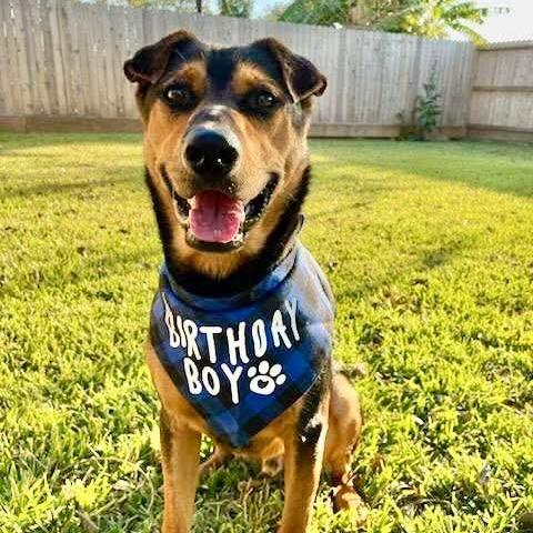 Enlarge Ziggy, a Adoptable mixed breed in Houston, TX image 1/6