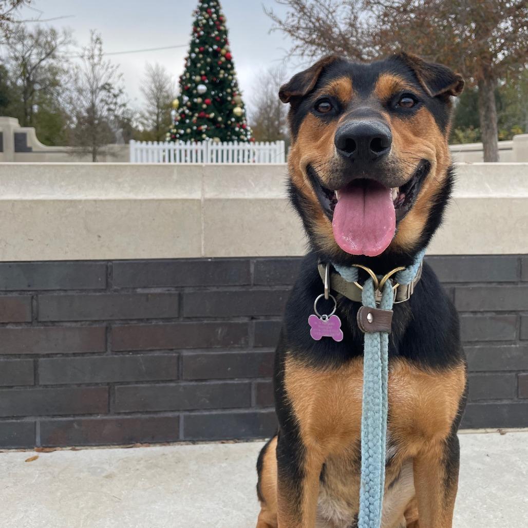 Enlarge Ziggy, a Adoptable mixed breed in Houston, TX image 3/6