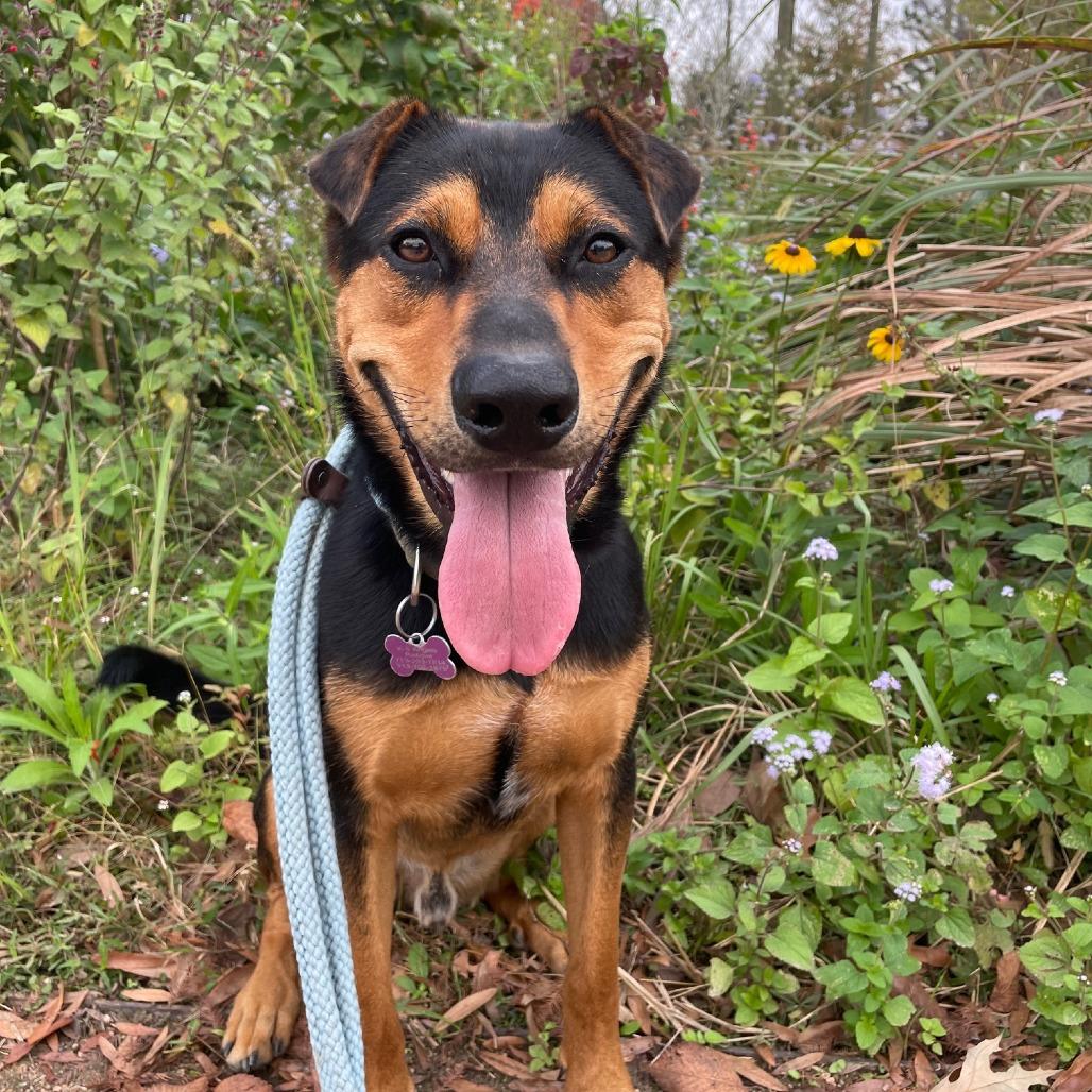 Enlarge Ziggy, a Adoptable mixed breed in Houston, TX image 4/6