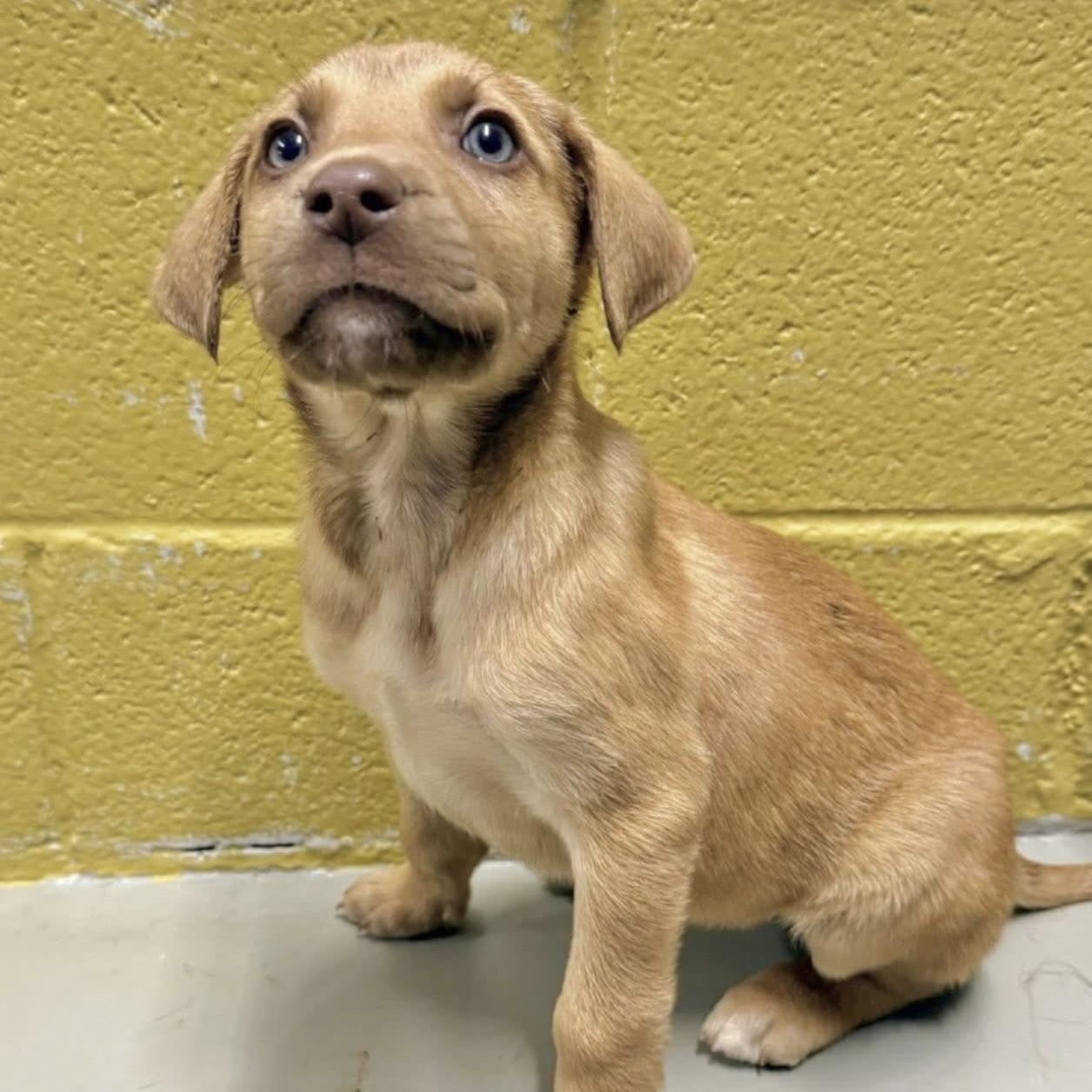 Enlarge Vega, a Adoptable mixed breed in Yaphank, NY image 1/1