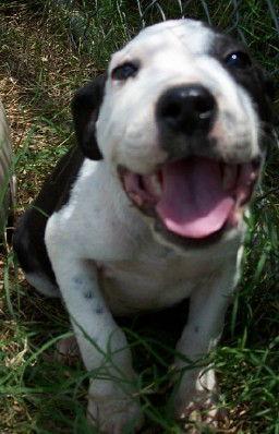 Enlarge Ross, a Adopted Bull Terrier in Prague, OK image 1/3