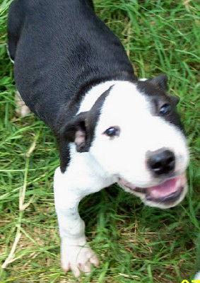 Enlarge Ross, a Adopted Bull Terrier in Prague, OK image 2/3