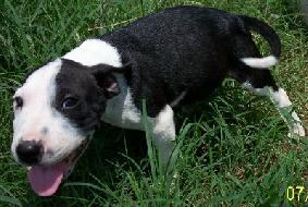 Enlarge Ross, a Adopted Bull Terrier in Prague, OK image 3/3
