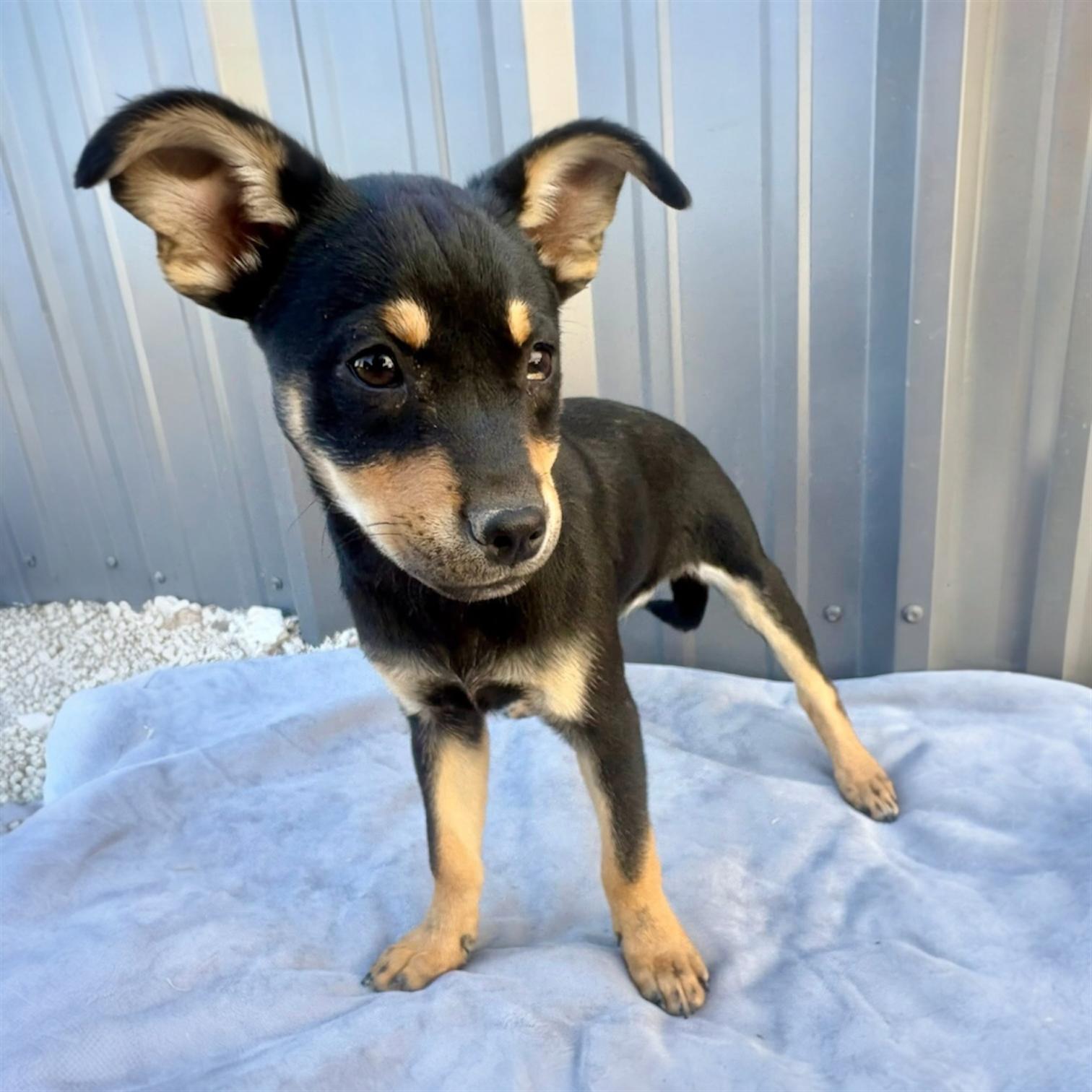 Enlarge Sana, an adopted mixed breed in Pittstown, NJ image 4/5